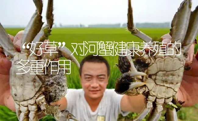 “好草”对河蟹健康养殖的多重作用 | 淡水养殖