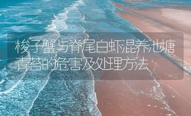 梭子蟹与脊尾白虾混养池塘青苔的危害及处理方法 | 海水养殖