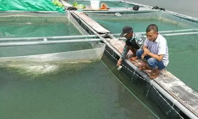 金鲳鱼刺激隐核虫，海水小瓜虫，需要预防！