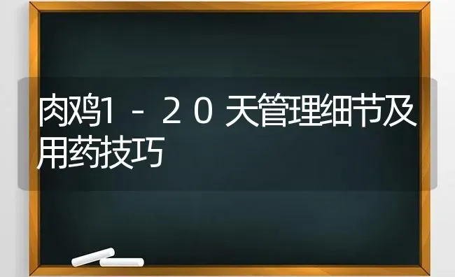 肉鸡1-20天管理细节及用药技巧 | 养殖病虫害防治