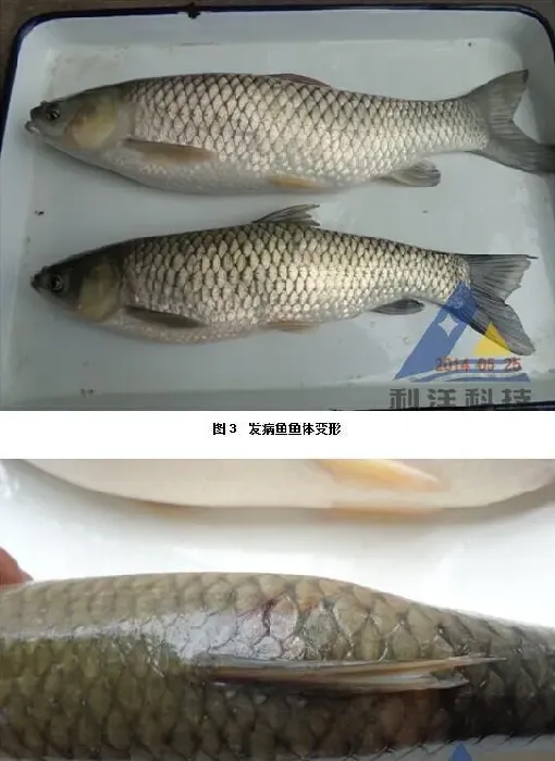 三龄草鱼脊椎骨断裂死亡一例
