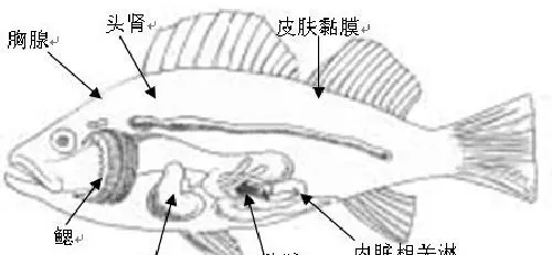 陈昌福：鱼类的免疫及存在的问题