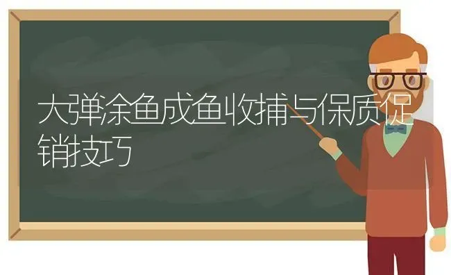 大弹涂鱼成鱼收捕与保质促销技巧 | 动物养殖百科