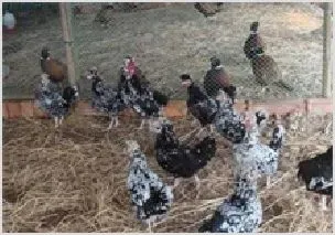 小山村里火鸡自在跑 | 动物养殖资料