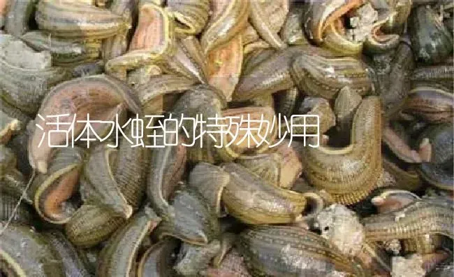 活体水蛭的特殊妙用 | 特种养殖