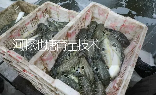 河豚池塘育苗技术 | 淡水养殖