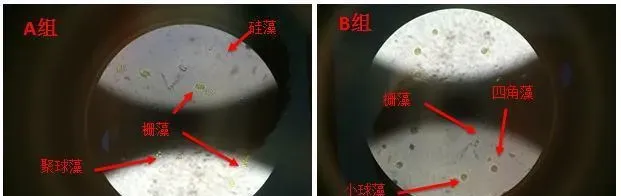 【厂家测评】不同渔肥在小水体中培藻能力的实验对比