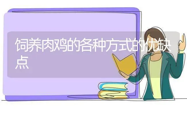 饲养肉鸡的各种方式的优缺点 | 家禽养殖