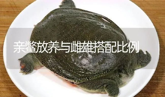 亲鳖放养与雌雄搭配比例 | 淡水养殖