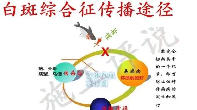 秋季南美白对虾养殖须防白斑病