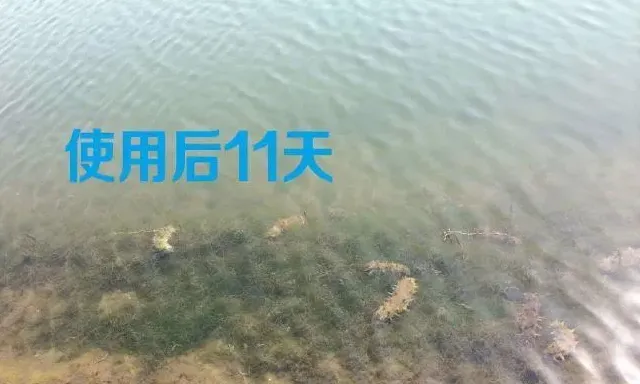 “苔草粒粒净”处理海参池塘水草一例