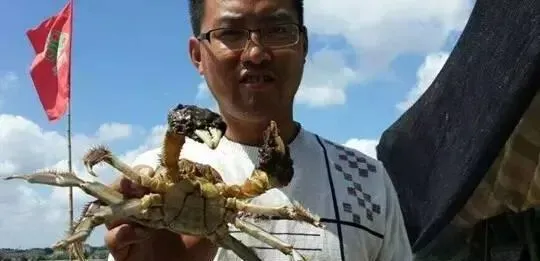 喂饲料养殖河蟹成本比冰鲜鱼低三成以上 每亩多赚近三千元