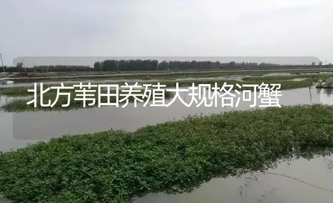 北方苇田养殖大规格河蟹 | 淡水养殖