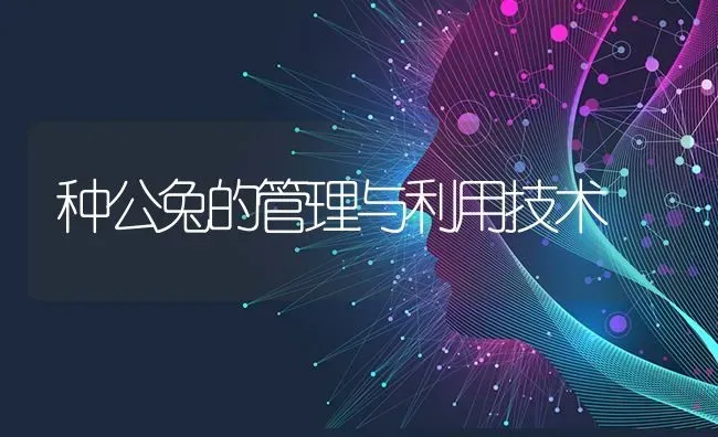 种公兔的管理与利用技术 | 家畜养殖