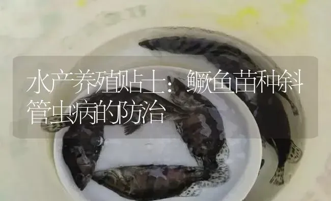 水产养殖贴士：鳜鱼苗种斜管虫病的防治 | 淡水养殖