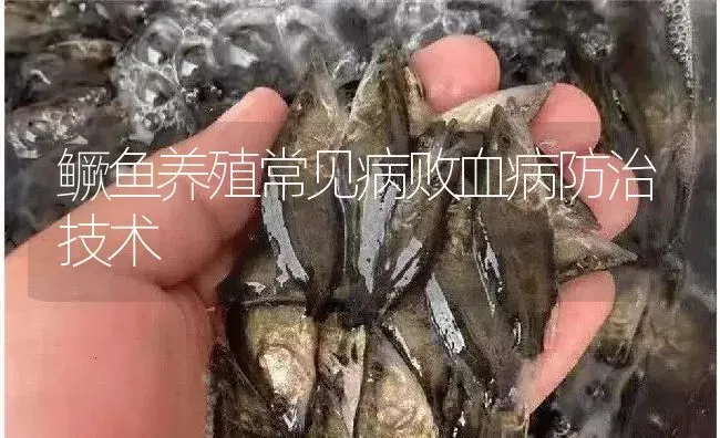 鳜鱼养殖常见病败血病防治技术 | 淡水养殖