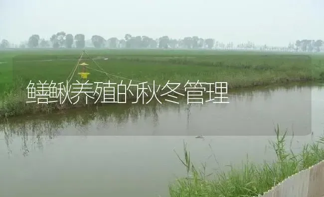 鳝鳅养殖的秋冬管理 | 淡水养殖