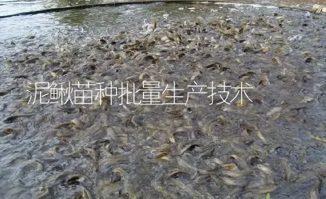 泥鳅苗种批量生产技术 | 淡水养殖