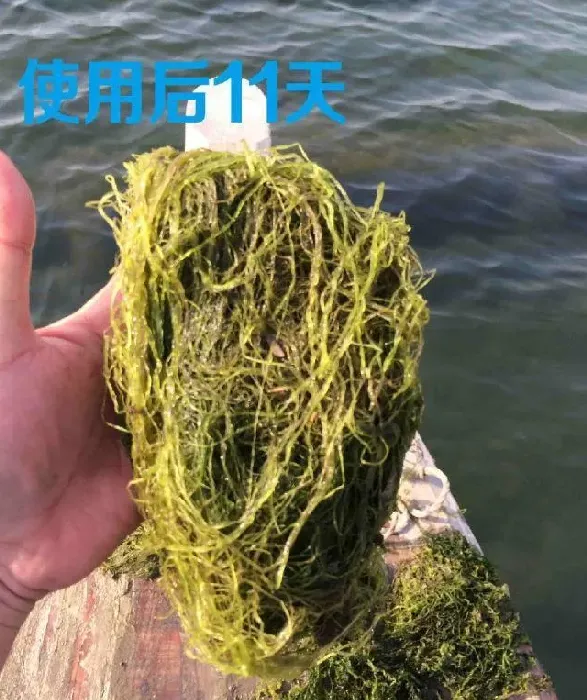 “苔草粒粒净”处理海参池塘水草一例