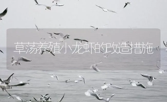 草荡养殖小龙虾的改造措施 | 海水养殖