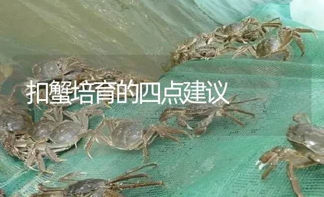 扣蟹培育的四点建议 | 淡水养殖