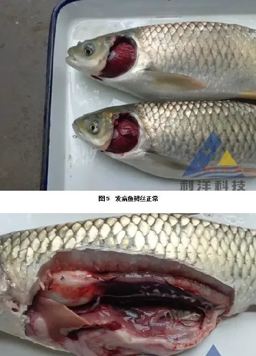 三龄草鱼脊椎骨断裂死亡一例