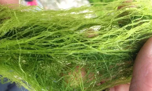 “苔草粒粒净”处理海参池塘水草一例