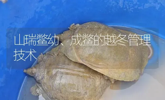 山瑞鳖幼、成鳖的越冬管理技术 | 淡水养殖