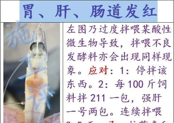 有人养对虾一亩几千上万的纯利，有的人却不断交学费，新人如何迅速上手？