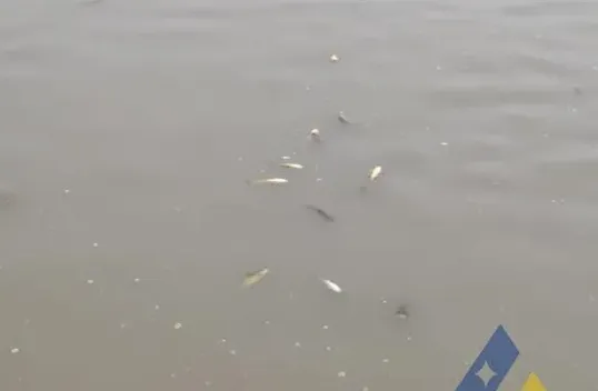 [每周一例]过塘后黄颡鱼链球菌病急性发病，大量死亡