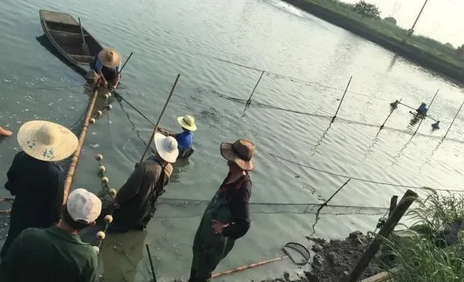 广东养殖户学学，浙江湖州菱湖黄颡鱼养殖户是这样拉网抓鱼的