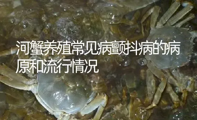 河蟹养殖常见病颤抖病的病原和流行情况 | 淡水养殖