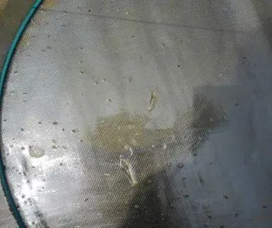 低温天气，南美白对虾土池养殖管理重点