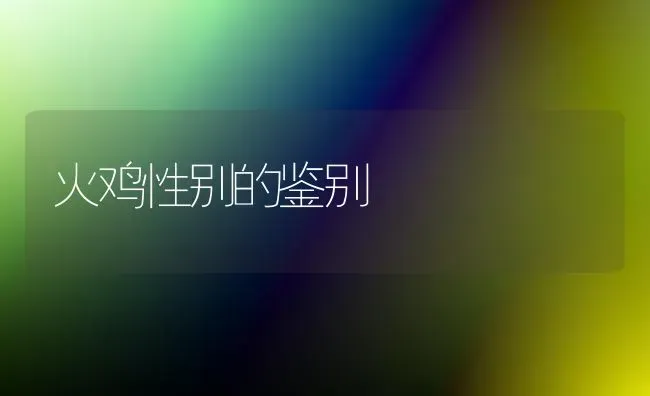 火鸡性别的鉴别 | 家禽养殖