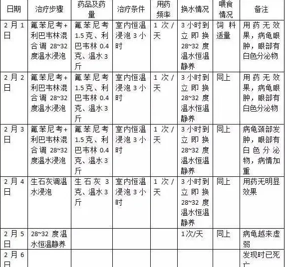 石金钱龟秋冬“头号杀手”白眼病的防治实例