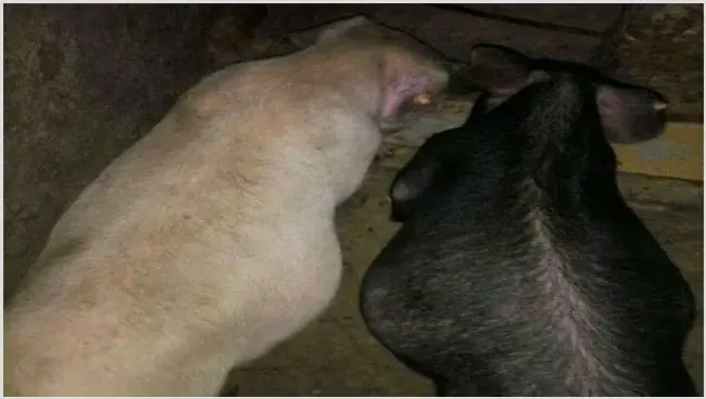 猪胀气死亡是怎么回事 猪胀气是病吗 | 农业养殖技术