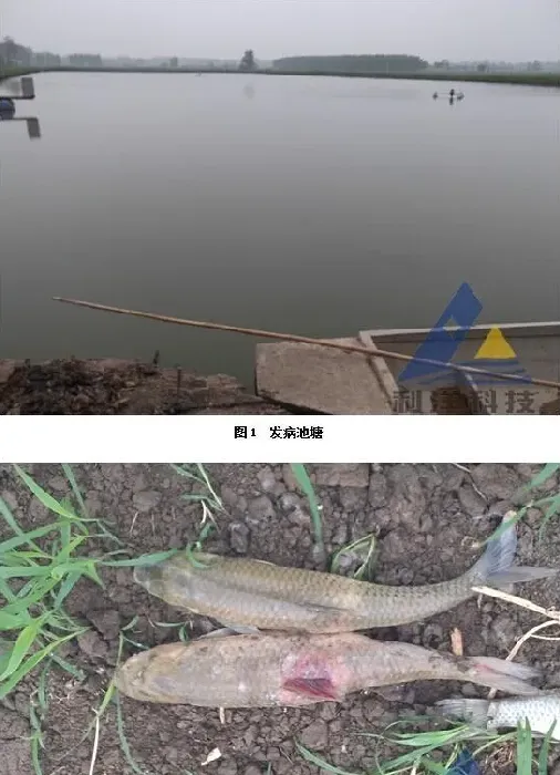 三龄草鱼脊椎骨断裂死亡一例