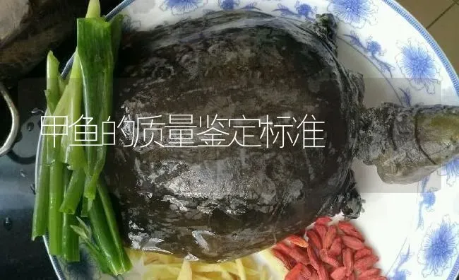 甲鱼的质量鉴定标准 | 淡水养殖