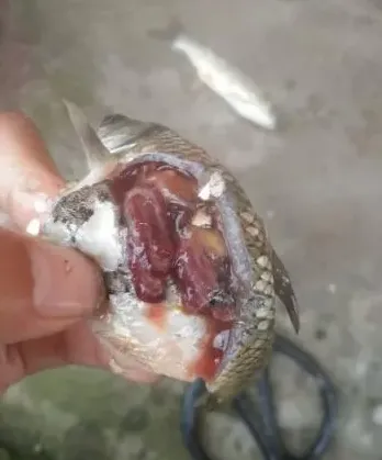 近期小草鱼常见疾病分析处理及预防