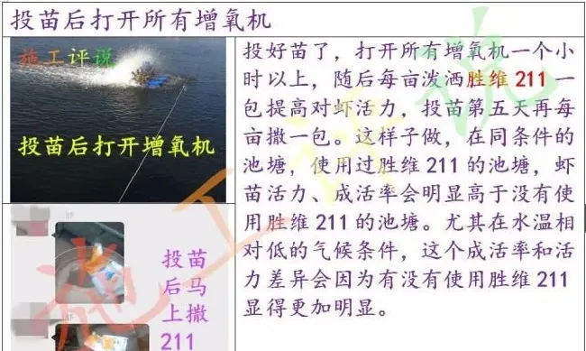 南美白对虾养殖户如何才能提高投苗成活率