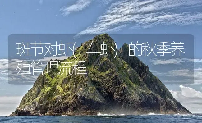 斑节对虾(车虾)的秋季养殖管理流程 | 海水养殖