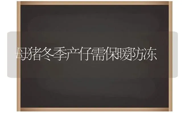 母猪冬季产仔需保暖防冻 | 家畜养殖