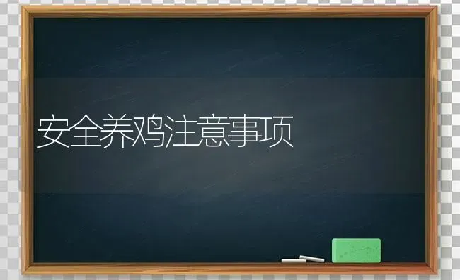 安全养鸡注意事项 | 家禽养殖