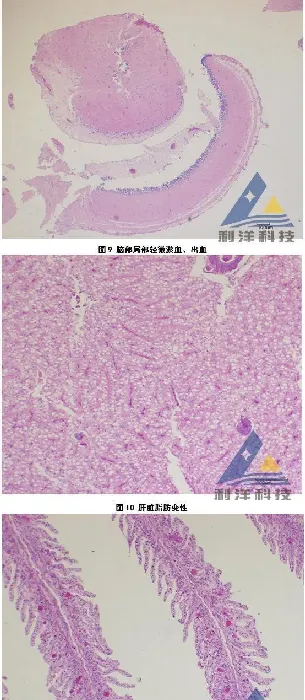 发病笋壳鱼分离出链球菌