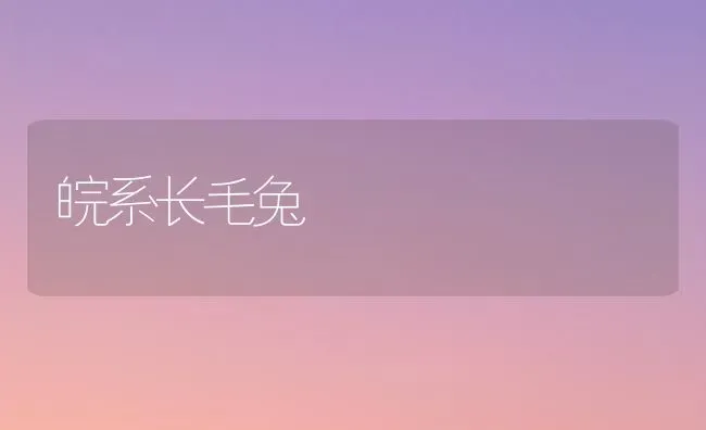 皖系长毛兔 | 家畜养殖