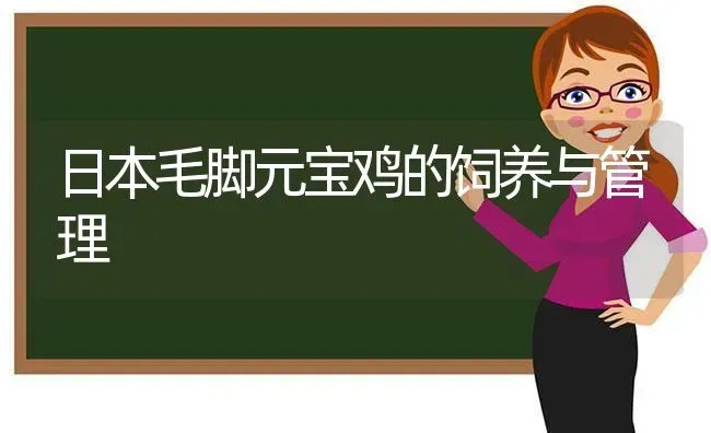 日本毛脚元宝鸡的饲养与管理 | 家禽养殖