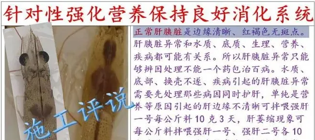 秋季南美白对虾养殖须防白斑病