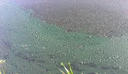 治理蓝藻要注意，稍有不慎有可能颗粒无收