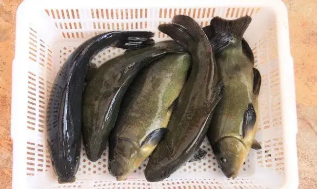 丁桂鱼苗种培育及成品鱼养殖技术介绍