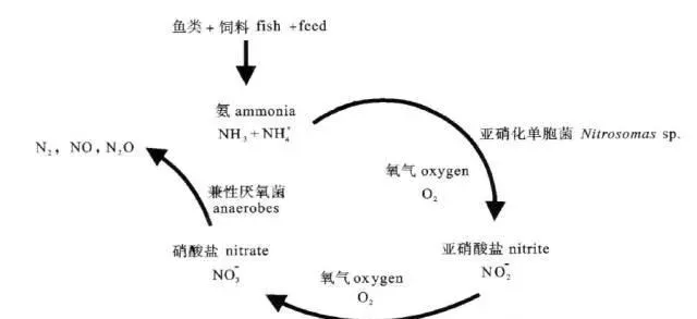 生态方法降解亚硝酸盐，健康持久不反弹